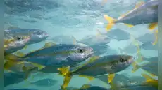Innovación científica nacional permite a Argentina producir en masa una especie marina premium que revoluciona la gastronomía