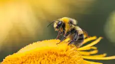 No se trata de una monarquía: las abejas obreras ayudan a decidir qué larva se convierte en reina
