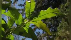 Este árbol se burla de los insectos gracias a una técnica biológica clave que protege sus hojas y le permite sobrevivir a la primavera