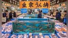 Japón lanza por primera vez anguilas criadas en laboratorio para proteger las poblaciones silvestres y revolucionar la pesca sostenible