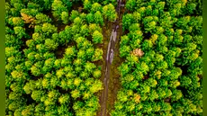 China plantó 78.000 millones de árboles y, sin querer, afectó el agua del país
