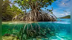 El sorprendente árbol de América Latina que crece flotando en el mar, desaliniza agua de océanos y crea su propio ecosistema
