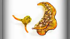 El único animal marino que puede separar su cabeza del cuerpo y se alimenta mediante la fotosíntesis como una planta