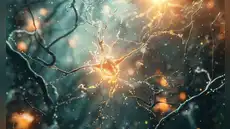 Científicos descubren que el centro de la memoria cerebral empieza ‘lleno’ y se va reduciendo para optimizar el aprendizaje
