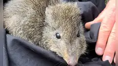 Científicos australianos utilizan ADN de excremento para salvar a uno de los marsupiales más raros del mundo