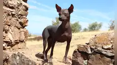 Descubren la primera evidencia física del perro sin pelo peruano enterrado como compañía de la élite Wari