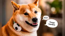 China lanza un collar con IA para perros y gatos que traduciría sus sonidos y movimientos con 95% de efectividad