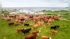 Rebaño de vacas fue abandonado hace 130 años y estudio genético sorprendió