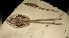 Paleontólogos descubren el fósil de un ‘dragón emplumado’ que vivió en la era de los dinosaurios