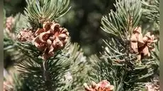 Argentina cultiva el fruto seco más caro del mundo: tarda diez años en crecer y es un ingrediente clave en la repostería mundial