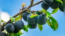 Esta fruta tropical de América Latina es clave para mejorar la digestión, proteger la piel y fortalecer tus defensas