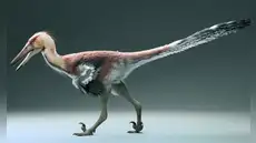 Paleontólogos argentinos descubren una nueva especie de dinosaurio pescador y emparentado con el velociraptor Paleontólogos argentinos descubren una nueva especie de dinosaurio pescador y emparentado con el velociraptor