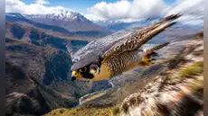 El animal más rápido del mundo caza a 386 km/h, maniobra con precisión sin perder estabilidad ni sufrir daños y suele migrar a Perú