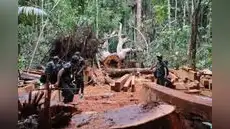 Crece la deforestación en Perú: más de 3.2 millones hectáreas de bosques se perdieron desde el 2001