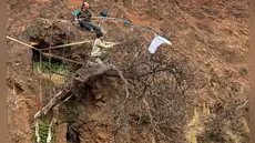 Científicos recolectan las últimas semillas de un árbol a punto de extinguirse: crece en una isla volcánica de Sudamérica
