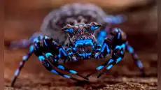Científicos descubren nuevas especies en una isla remota: libélulas, saltamontes y una araña fluorescente