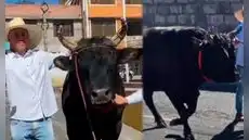 Elecciones Generales 2026: agricultor acude a votar junto a su toro de pelea de 900 kg