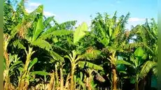 Brasil convierte troncos de plátano en ropa, papel y bandejas de fruta gracias a una tecnología industrial innovadora