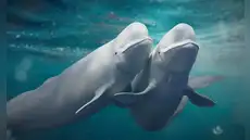 Las ballenas belugas del Ártico cambian de pareja constantemente y esto podría salvar a su especie