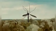 Google planea liberar en el aire a 64 millones de mosquitos infectados con bacterias