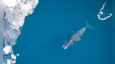 Hace 20 años los pescadores encontraron al mamífero más longevo del mundo con un arpón de 100 años de antiguedad aún en su interior