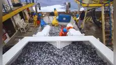 Produce suspende la pesca de anchoveta en la zona Norte-Centro ante condiciones cálidas del mar