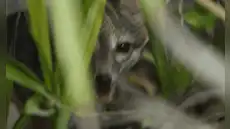 Científicos capturan las primeras imágenes de una especie difícil de avistar y que habita en una isla de México