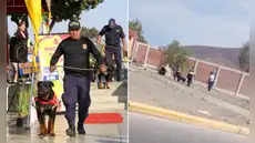 Denuncian maltrato animal en Chimbote: agentes de Serenazgo habrían causado la muerte de ‘Robin’, perro de la brigada canina