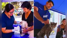 ¿Tienes mascota? Este distrito de Lima Metropolitana ofrecerá atención veterinaria gratuita este domingo 14 de junio
