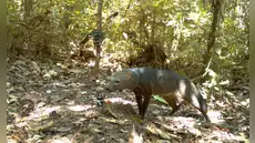 Un esquivo mamífero de la Amazonía podría ser más común de lo que los científicos creían