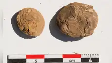 Arqueólogos desentierran unas raras papas deshidratadas de 500 años de antigüedad en un yacimiento inca costero