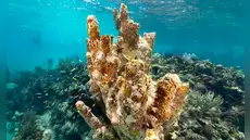 Buenas noticias en los océanos: científicos identifican 160 km² de arrecifes de coral capaces de sobrevivir a la crisis climática