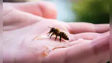 Las abejas entrenadas pueden reconocer rostros humanos: distinguen a las personas por su cara y las identifican desde distintos ángulos