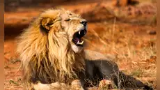 No es el cocodrilo, ni el león: existe un temible superdepredador que infunde más miedo en África