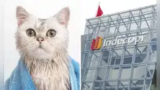 Indecopi multa a veterinaria con S/10.000 por lesionar a gato durante baño y no reportarlo a su dueña