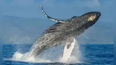 Avistamiento de ballenas en Perú: temporada 2026 iniciará sin ley de protección