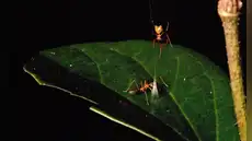 Científicos observan a una araña recién descubierta construir una trampa con resorte para atrapar a una especie de hormiga