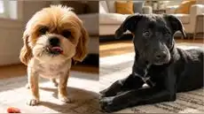 “INCONDICIONAL” impulsa la adopción responsable y da nueva vida a perros y gatos abandonados