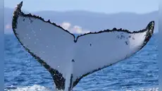 Científicos registran a dos ballenas jorobadas con un récord de migración entre Brasil y Australia