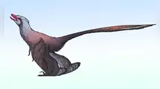 China descubre un nuevo dinosaurio con plumas: tenía 4 alas y una cola parecida a la de un pavo real