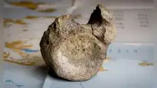 Científicos confirman el primer hueso fósil de dinosaurio descubierto en la Antártida durante una expedición