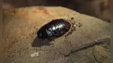 Eliminaron a miles de roedores invasores y el ecosistema respondió: insectos regresan en masa y recuperan una isla