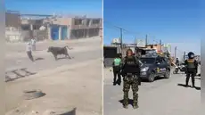 Toro escapa en Cerro Colorado y desata pánico entre vecinos: más de 10 policías participaron en su captura