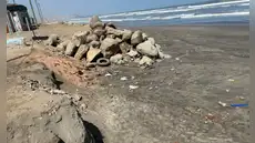 Fenómeno El Niño arrasa con la vida de aves marinas en Piura, Lambayeque y Trujillo