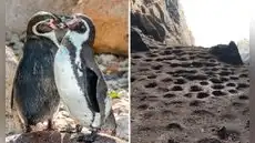 Pingüino de Humboldt en emergencia: población cayó 60% y alertan abandono masivo de colonias en Perú por el Fenómeno de El Niño Pingüino de Humboldt en emergencia: población cayó 60% y alertan abandono masivo de colonias en Perú por el Fenómeno de El Niño