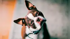 No le hables ‘normal’ a tu perro: Investigadores demuestran que su cerebro reacciona si te diriges a ellos como a un bebé