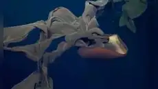 Con brazos que superan los 10 metros de largos: una criatura gigante y única habita en las profundidades del océano
