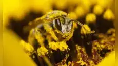 Científicos proponen usar el polen para solucionar uno de los mayores problemas ambientales en la Tierra Científicos proponen usar el polen para solucionar uno de los mayores problemas ambientales en la Tierra