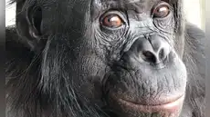 Unos científicos pusieron dos tazas frente a un primate y el animal hizo algo que se creía exclusivo de los humanos
