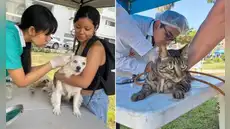 Campaña veterinaria gratuita este 16 de julio en Cercado de Lima: consulta el horario y los servicios para mascotas